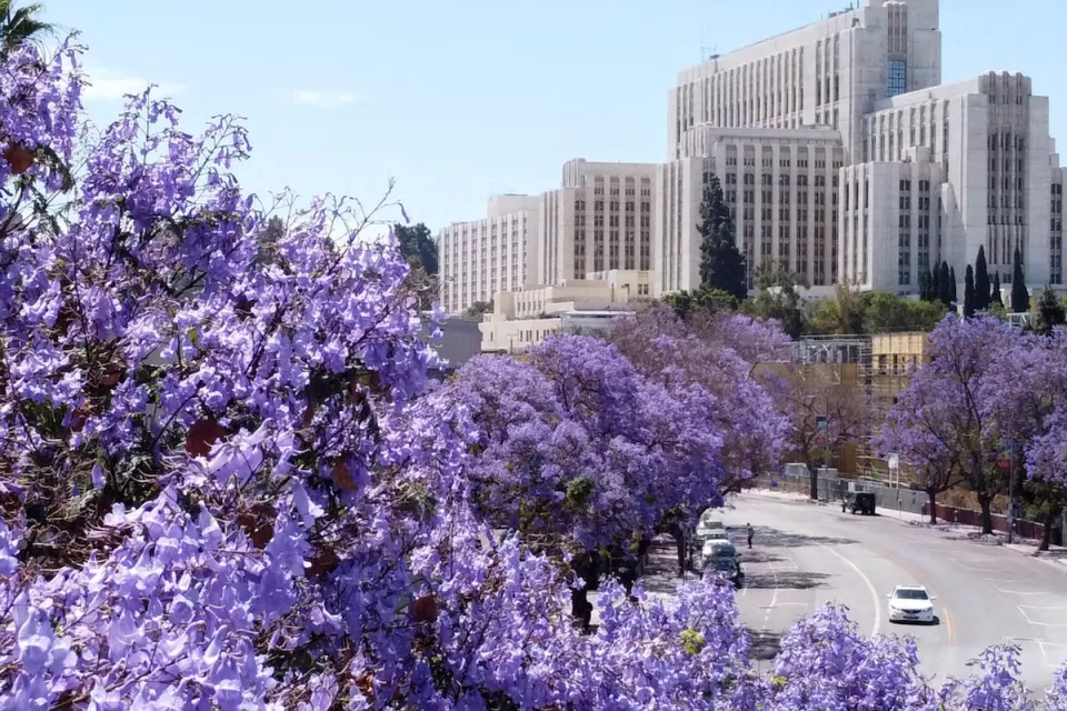 Purple jacaranda trees in bloom in Los Angeles with tall white Art Deco buildings in background.